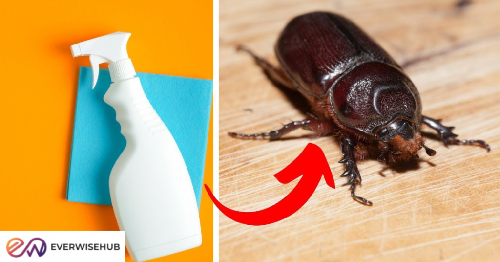 how to get rid of carpet beetles
