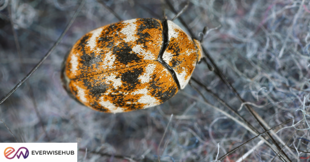 how to get rid of carpet beetles
